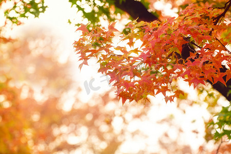 枫叶秋天树叶深秋秋色摄影图配图