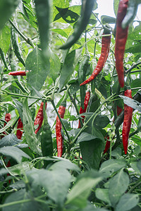 农家院摄影照片_农家院蔬菜园红色成熟辣椒摄影图配图