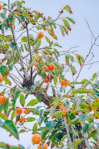 秋天风景白昼柿子树户外拍摄摄影图配图
