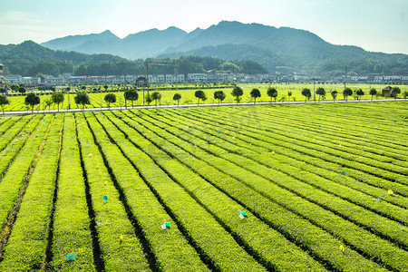 绿色生态摄影照片_茶叶早晨茶园绿色生态自然摄影图配图