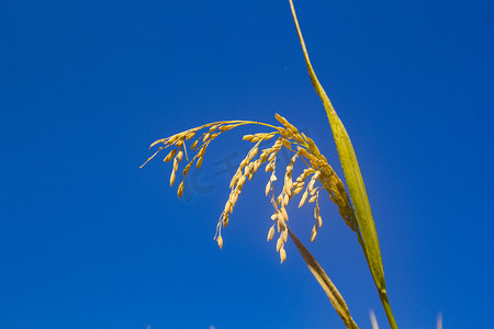 农业晌午水稻单支水稻蓝天摄影图配图