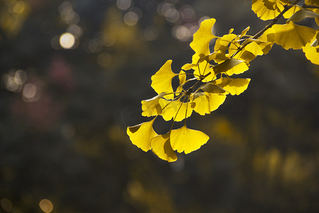 秋秋季银杏叶银杏树黄色摄影图配图