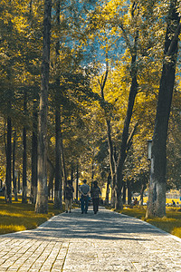 小道下午林间秋天散步摄影图配图