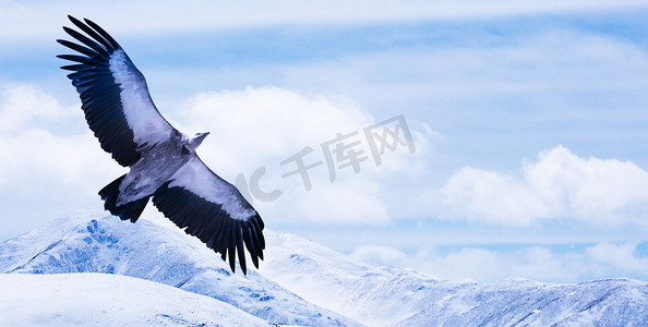 开工顺利摄影照片_企业文化雄鹰雪山励志白天雄鹰雪山飞翔摄影图配图