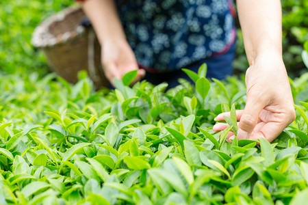 清明家风摄影照片_手采摘茶叶局部特写照片上午一个人户外无摄影图配图