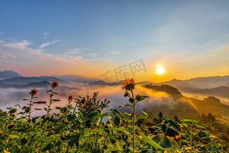 风景风景向日葵山区摇动摄影图配图