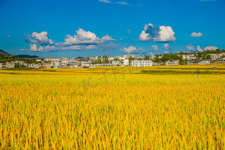稻田中午稻穗高坡风景摄影图配图