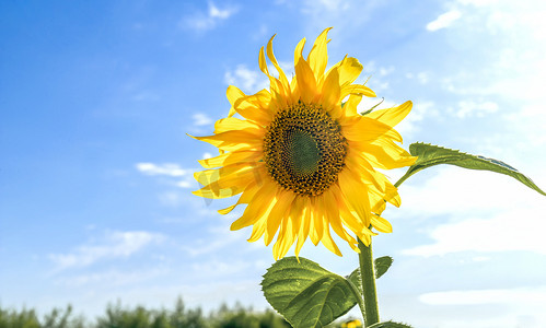 夏天素材摄影照片_葵花特写上午葵花秋季素材摄影图配图