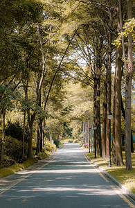 秋季卡通字摄影照片_秋季风景林荫小道树木植物摄影图配图