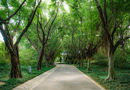 绿植摄影照片_绿化绿植植物道路两旁树木摄影图配图