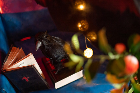 诸圣节摄影照片_万圣节夜晚一只乌鸦站着看书摄影图配图