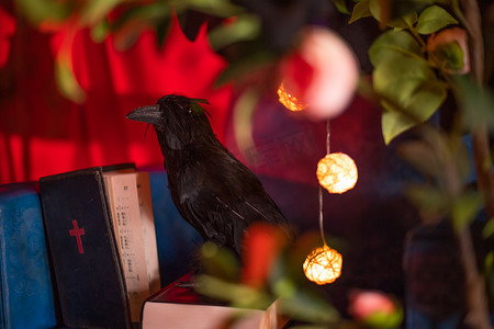 诸圣节摄影照片_万圣节夜晚黑色乌鸦在书上站着摄影图配图