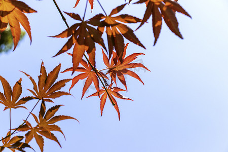 秋天金秋下午红色枫叶枫树蓝天看枫叶摄影图配图