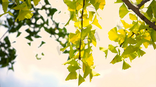 扬州风景摄影照片_实拍金色银杏树叶风景