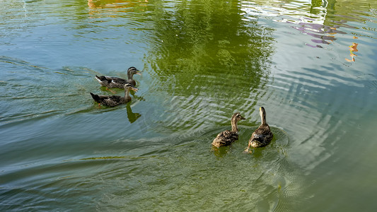 野鸭湖水上午野鸭秋季素材摄影图配图