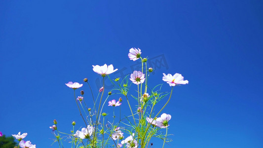 唯美风花朵摄影照片_ 清新实拍唯美晴天下随风飘荡的小白菊
