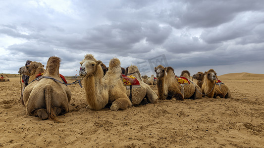 驼队摄影照片_沙漠骆驼下午骆驼秋季素材摄影图配图