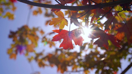 透过摄影照片_枫叶秋天阳光透过枫叶意境风景风光