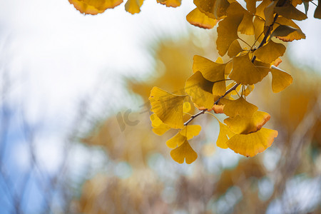 秋摄影照片_秋天的银杏叶下午银杏叶树林无摄影图配图