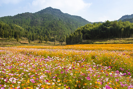 景区手绘地图摄影照片_温州泽雅景区花海下午花海田里无摄影图配图