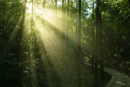 扁平风森林摄影照片_森林树林里的光束下午阳光树林无摄影图配图
