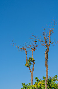 秋季自然树木枯枝植物摄影图配图