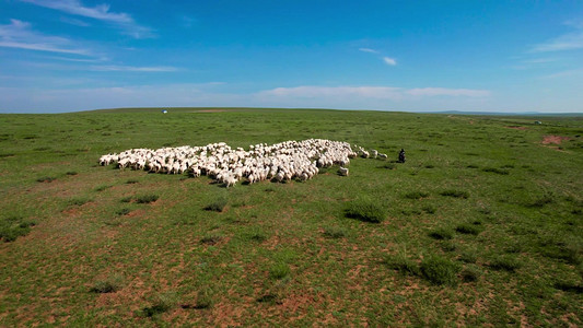 草原上散落的羊群及牧羊人