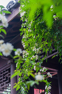 摄影照片_中式庭院中绽放的木香花摄影图配图