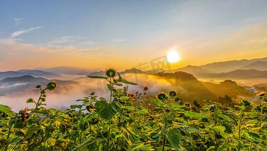 花草树木平面摄影照片_旅游早上太阳山区摇动摄影图配图