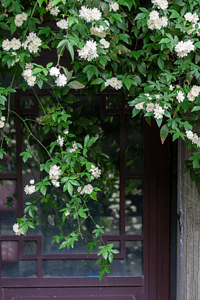 摄影照片_洁白的木香花簇摄影图配图