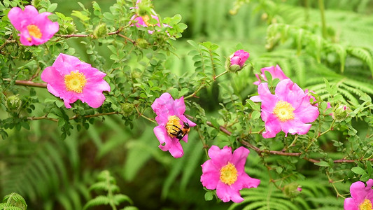 小蜜蜂在刺梨花上采蜜