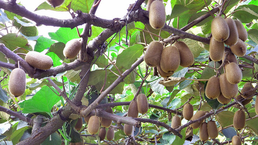 周至猕猴桃摄影照片_猕猴桃园绿心猕猴桃成熟果实
