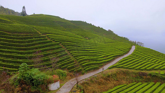 茶基地摄影照片_生态茶园茶叶基地云雾缭绕