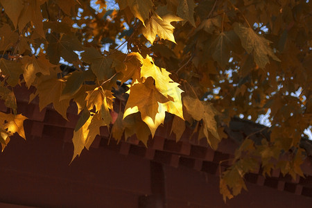 秋季日落树叶白杨树特写摄影图配图