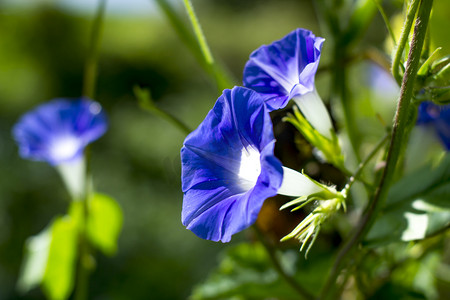 植物花卉摄影照片_植物晌午喇叭花紫色特写摄影图配图