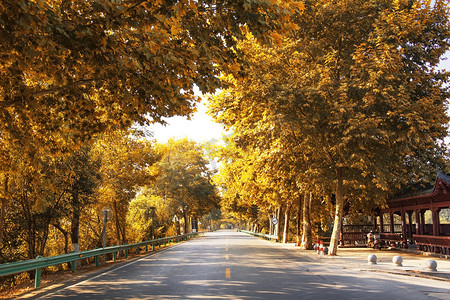 风景马路摄影照片_秋天晌午树叶自然风景马路摄影图配图