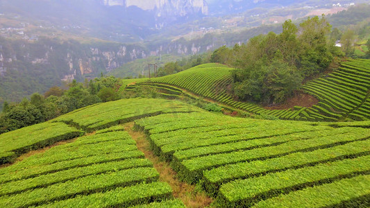 绿茶茶叶摄影照片_生态茶园茶叶基地云雾缭绕