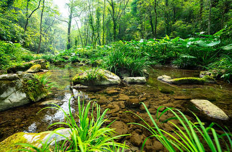 小溪摄影照片_古东白天溪流山林户外植物摄影图配图
