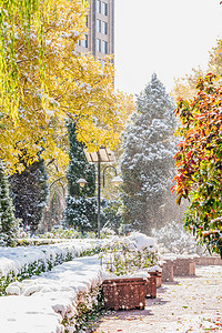 摄影照片_冬季树木积雪下雪摄影图配图