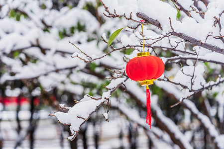 2019新年红色喜庆卡通猪摄影照片_冬季红色灯笼雪景立冬摄影图配图