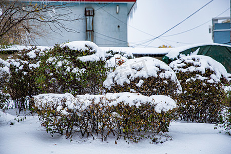 东北大雪冬日树木街道下雪摄影图配图