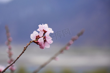 林芝桃花节摄影照片_桃花节春天桃花野外静物摄影图配图