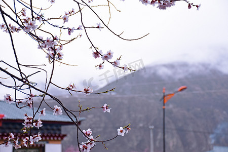 林芝桃花节摄影照片_林芝桃花节清晨桃花野外静物摄影图配图