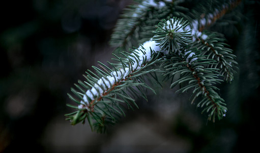 松树树叶雪景特写上午松树冬季素材摄影图配图