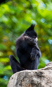 黑猩猩野生动物园珍稀动物摄影图配图