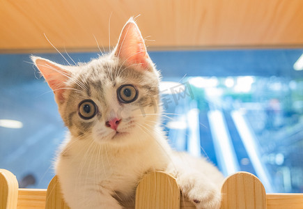 缉毒动物犬摄影照片_动物可爱猫咪小猫宠物摄影图配图