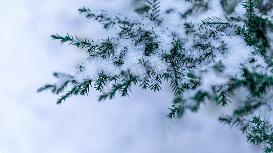 小标志矢量素材摄影照片_松树冰雪上午冰雪冬季素材摄影图配图