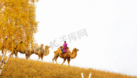 秋季早上骆驼草原走动摄影图配图