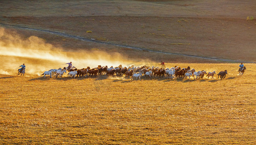 秋季上午马匹草原奔跑摄影图配图