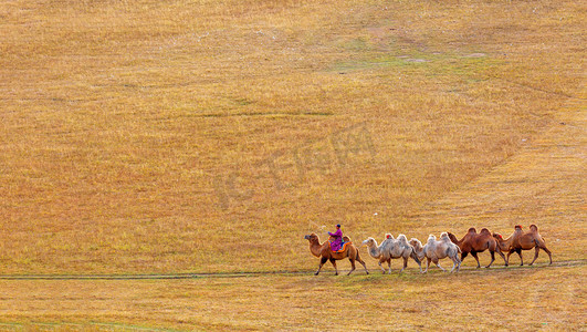 驼队摄影照片_秋季白天骆驼草原走动摄影图配图